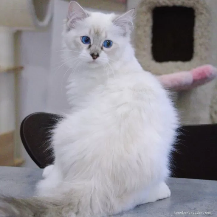 ラグドール【大阪府・男の子・2025年4月11日・シールリンク