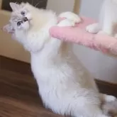 ラグドール【大阪府・男の子・2025年4月11日・シールリンクスバイカラー】の写真2