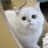 ブリティッシュショートヘア【大阪府・男の子・2025年6月1日・ゴールデンポイント】の写真2