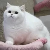 ブリティッシュショートヘア【大阪府・男の子・2025年6月1日・ゴールデンポイント】の写真3