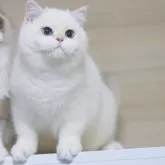 ブリティッシュショートヘア【大阪府・男の子・2025年6月1日・ゴールデンポイント】の写真7