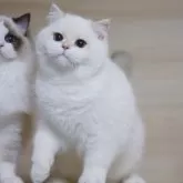 ブリティッシュショートヘア【大阪府・男の子・2025年6月1日・ゴールデンポイント】の写真8