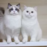 ブリティッシュショートヘア【大阪府・男の子・2025年6月1日・ゴールデンポイント】の写真9