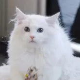 ラグドール【大阪府・男の子・2025年6月9日・ブルーリンクスポイントバイカラー】の写真2