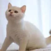 ブリティッシュショートヘア【大阪府・男の子・2025年6月1日・ゴールデンポイント】の写真7