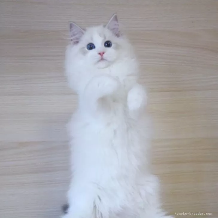 【カラーと香りが選べる】魅惑のねこちゃん【オーダーページ】@1250円+送料 ラグドール【大阪府・女の子・2025年6月9日・ブルーリンクス