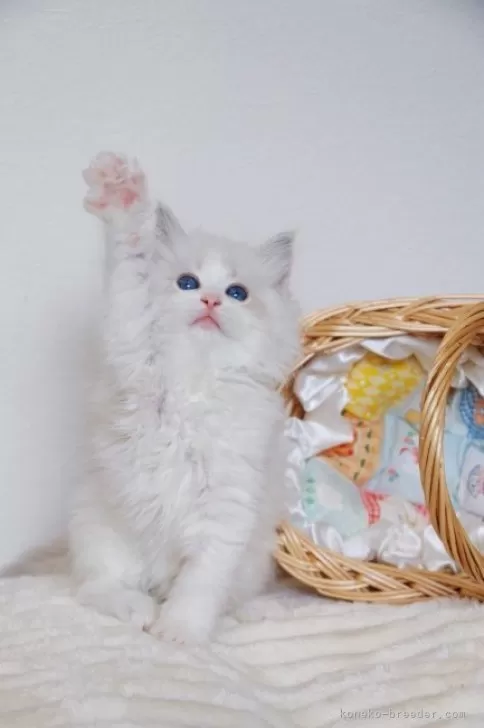 【カラーと香りが選べる】魅惑のねこちゃん【オーダーページ】@1250円+送料 ラグドール【大阪府・女の子・2025年6月9日・ブルーリンクス