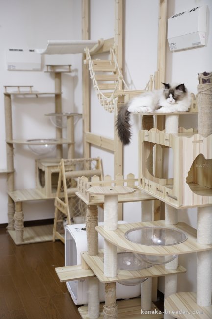 キャットウォーク🐈｜柴田　竜弥(しばた　たつや)ブリーダー(千葉県・ラグドール・ZCC登録)の紹介写真2