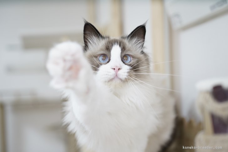 ぼくアリス！｜柴田　竜弥(しばた　たつや)ブリーダー(千葉県・ラグドール・ZCC登録)の紹介写真5