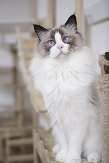 柴田　竜弥(しばた　たつや)ブリーダー(千葉県・ラグドール・ZCC登録)の紹介写真7