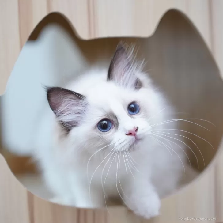 ID：2407-02887の子猫