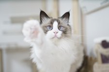 ラグドール【・男の子・2023年6月17日・シールポイントバイカラー】