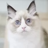 ラグドール【千葉県・女の子・2025年7月26日・シールポイントバイカラー】の写真3