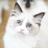 ラグドール【千葉県・女の子・2025年7月26日・ブルーポイントバイカラー】の写真2