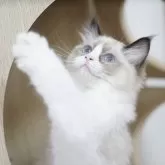 ラグドール【千葉県・女の子・2025年7月26日・シールポイントバイカラー】の写真4「パパに似てきたね🫶🏻」