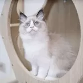 ラグドール【千葉県・女の子・2025年7月26日・シールポイントバイカラー】の写真5