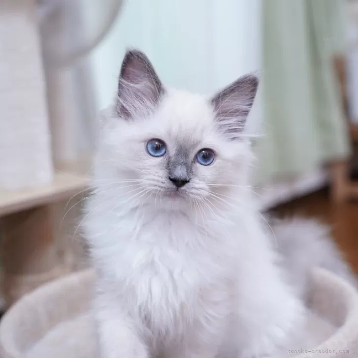 ニコ丸 様のお迎えした子猫