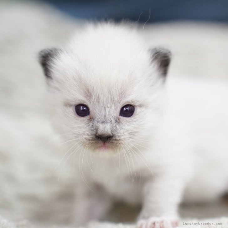 ブリーダー画像