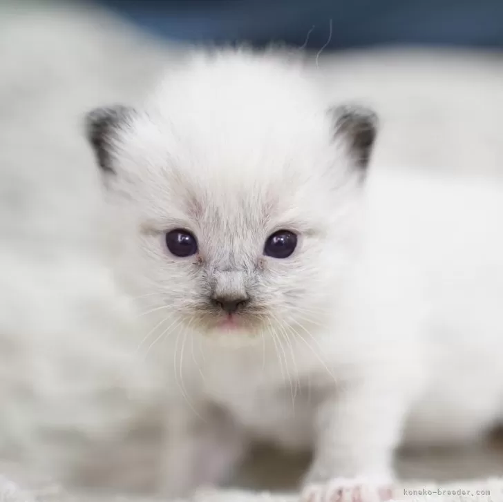 ラグドール【千葉県・男の子・2025年11月20日・シールポイントミテッド】の写真1