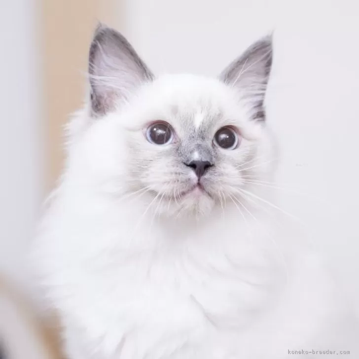 ID：2502-02458の子猫