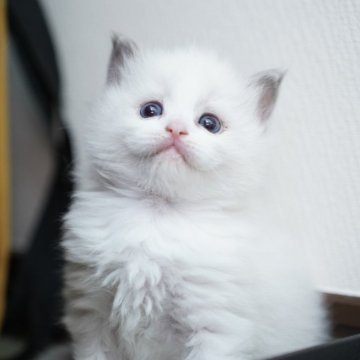 ラグドール【千葉県・男の子・2025年11月9日・ブルーポイントバイカラー（密度高めのもっこもこ☁️）】の写真「毛の密度がすごい☁️美毛に期待できます✨」