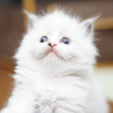 ラグドール【千葉県・女の子・2025年11月9日・ブルーポイントバイカラー（密度高めのもっこもこ！）】の写真「毛の密度がすごい☁️美毛に期待できます✨」