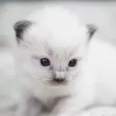 ラグドール【千葉県・男の子・2025年11月20日・シールポイントミテッド】の写真2