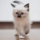 ラグドール【千葉県・女の子・2025年11月20日・シールポイントミテッド】の写真11