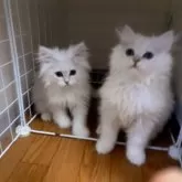 ミヌエット(長足)【大阪府・男の子・2024年9月26日・チンチラシルバー】の写真4「左側あんこちゃん右側かんころ君です。」