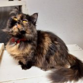 ミヌエット【・女の子・2020年1月21日・トウティ】