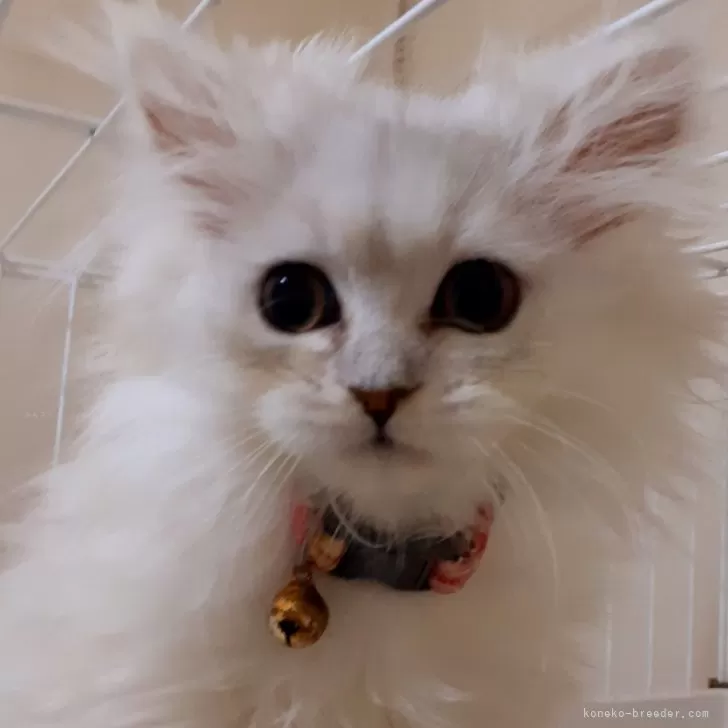 ID：2412-01433の子猫