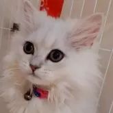 ミヌエット(長足)【大阪府・男の子・2024年9月26日・チンチラシルバー】の写真1「体重約1kg元気でやんちゃ。ごはんももりもり食べて他の子猫と駆け回ってあそんでいます！」