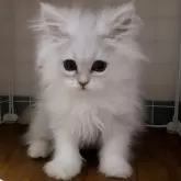 ミヌエット(長足)【大阪府・女の子・2024年9月26日・チンチラシルバー】の写真3