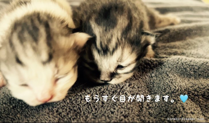 有島寛子ブリーダーのブログ：サイベリアン🐾ベビちゃん2匹ご誕生🎂