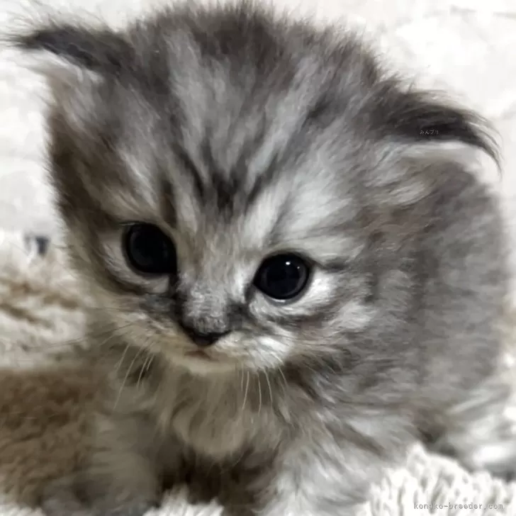 サイベリアン【鹿児島県・男の子・2025年10月27日・ブラウンタビー】の写真1「めちゃくちゃ目がくりくりです。将来可愛くなること！間違い無し。。🐾」