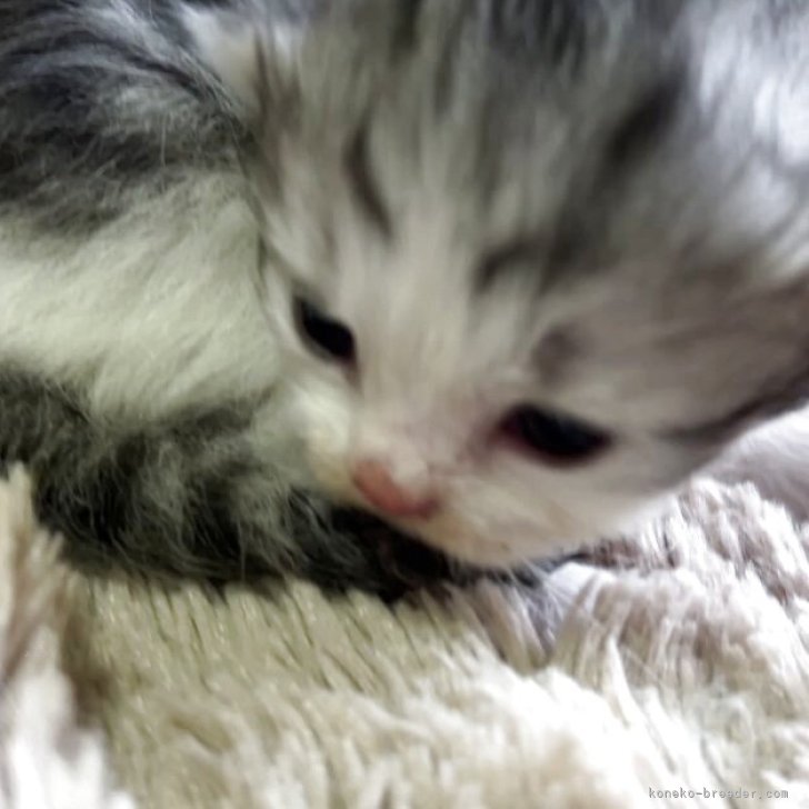 ブリーダー画像