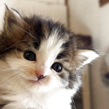 ノルウェージャンフォレストキャット【鹿児島県・男の子・2025年11月21日・ブラウンタビー&ホワイト（長毛）】の写真「女の子みたいにかわいい顔つきです。🩷」