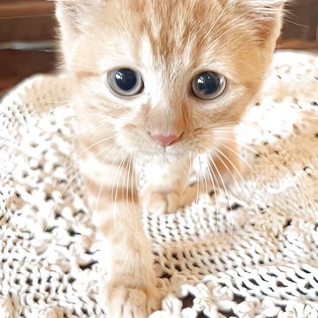ミヌエット(長足)【鹿児島県・男の子・2025年3月9日・レッドタビー（短毛）】の写真「少しおっきくなりましたので金額を下げております。」