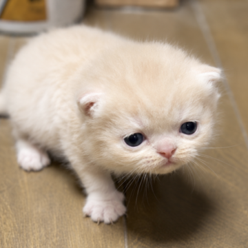 エキゾチックショートヘア