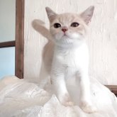 スコティッシュフォールド