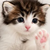 ノルウェージャンフォレストキャット