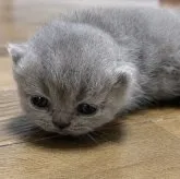 エキゾチックショートヘア