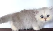 ペルシャ(チンチラ)【鹿児島県・男の子・2025年8月2日・ホワイト シルバー】の写真4「それでもまだまだ小さいですね。🩵」