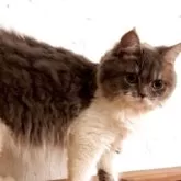 サイベリアン【鹿児島県・男の子・2025年5月5日・ブルータビー&ホワイト】の写真3「個性的な毛質🐾」