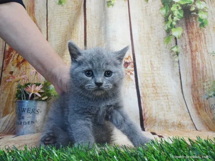 ID：2011-01639の子猫