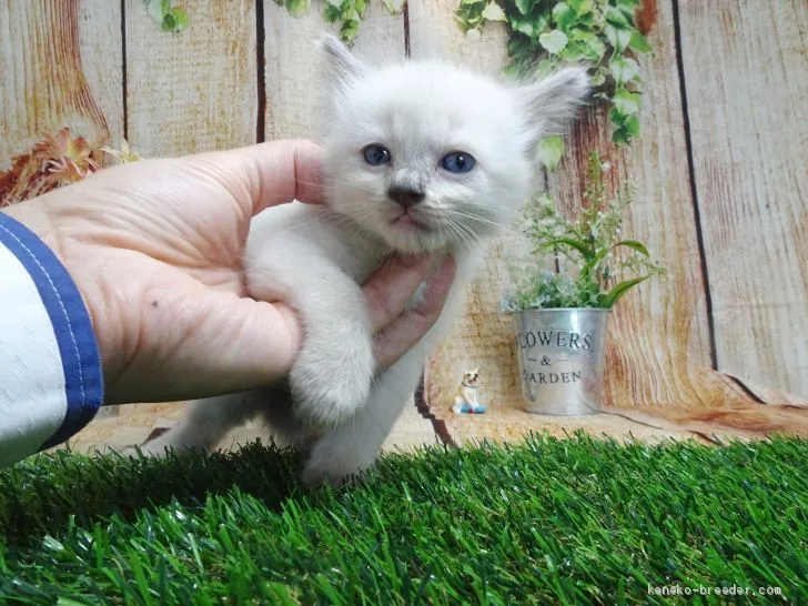 ID：2008-01996の子猫