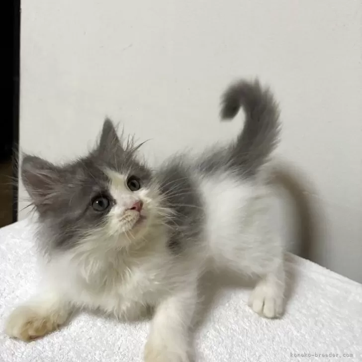 ID：2509-01696の子猫