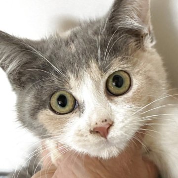 ブリティッシュ MIX【岐阜県・女の子・2025年7月8日・タイリュートキャリコ】の写真「遊びが大好きな子」