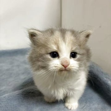 サイベリアン【岐阜県・女の子・2025年11月2日・三毛（3）】の写真「笑顔で癒される」