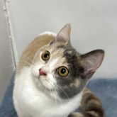 ブリティッシュ MIX